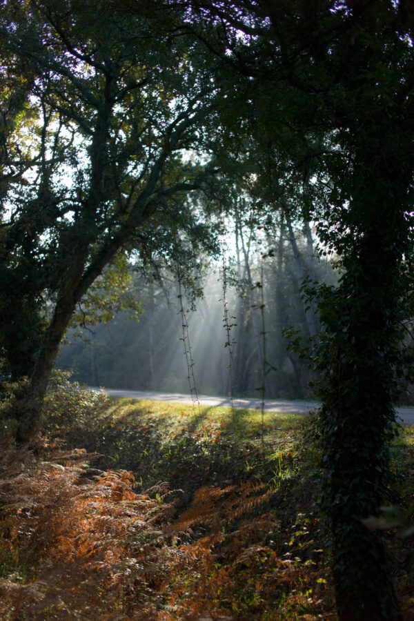 Stéphane Amelinck | Photographe à Vieux Boucau