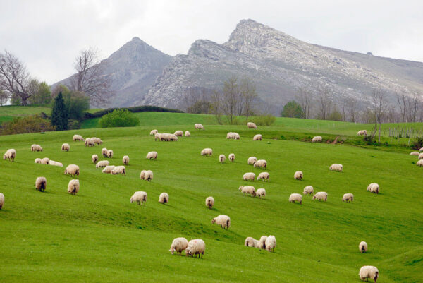 Stéphane Amelinck | Photographe à Saint pierre d’irube, Pays Basque (64)